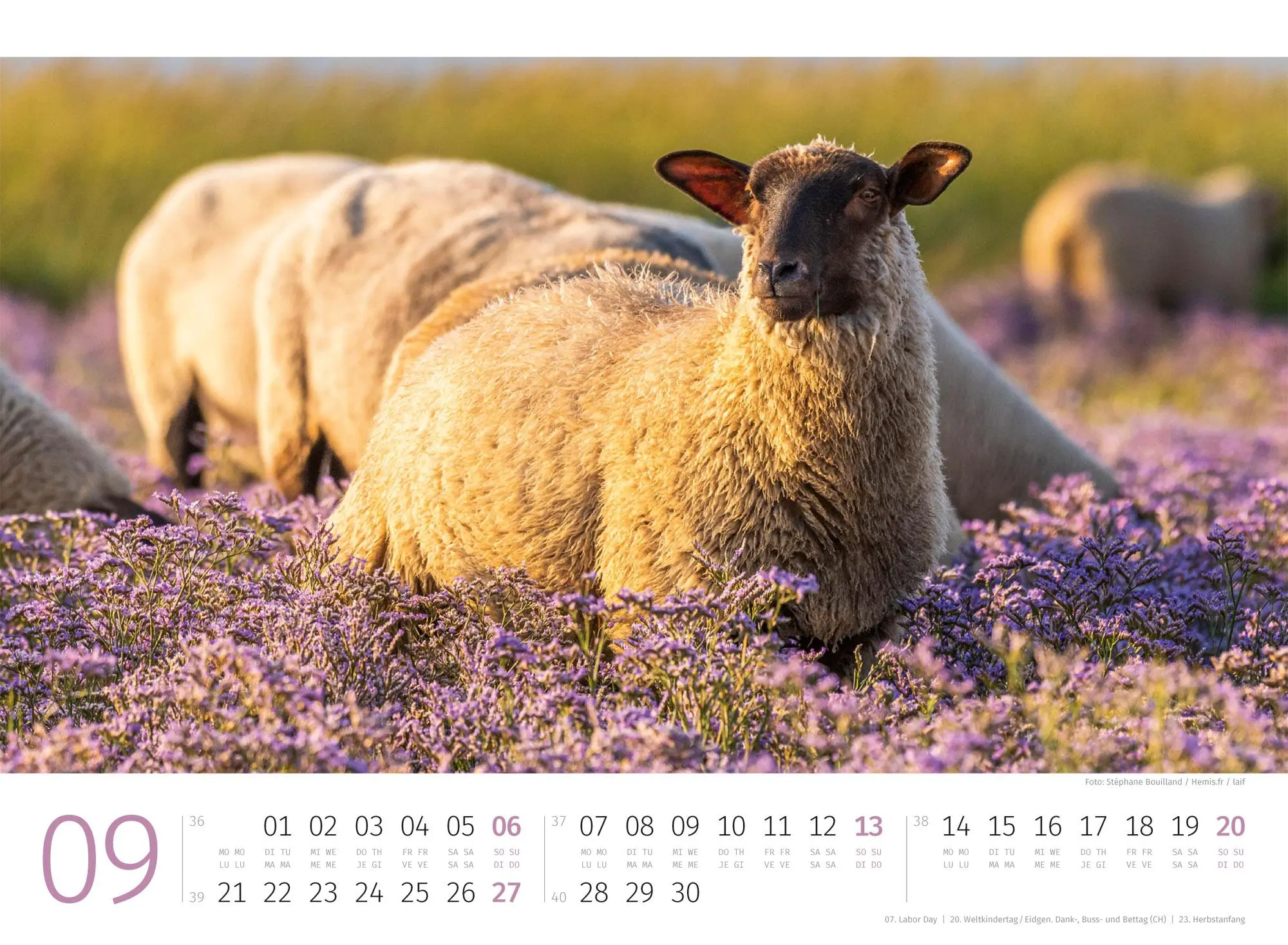 Bild: 9783838426884 | Schafe Kalender 2026 | Ackermann Kunstverlag GmbH | Kalender | 14 S.