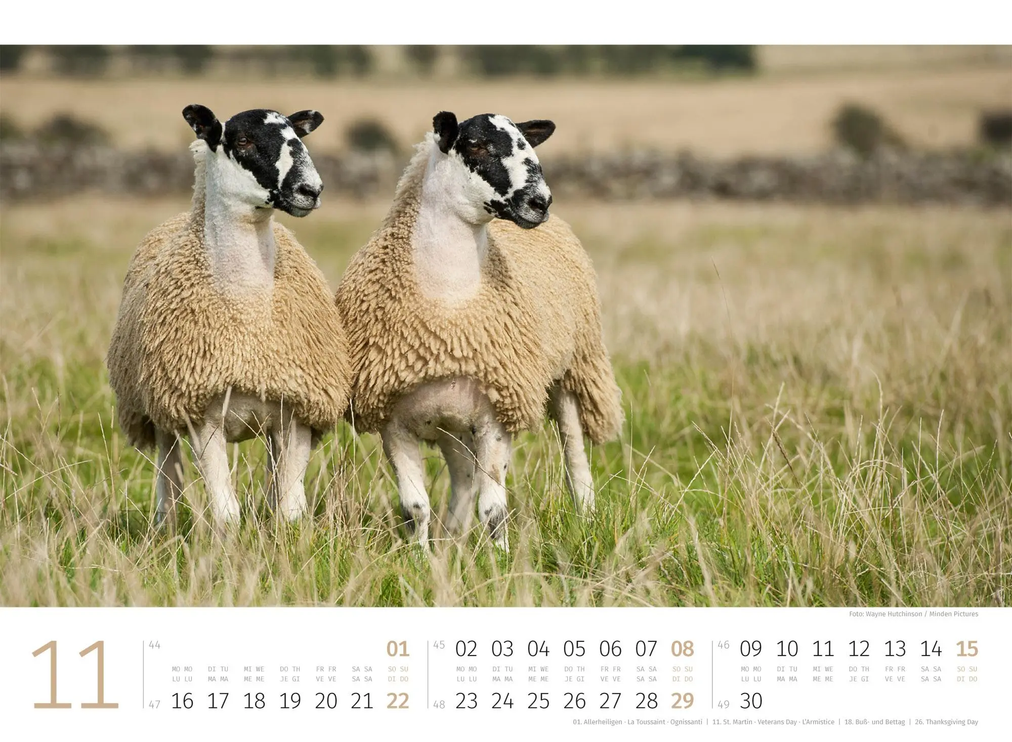 Bild: 9783838426884 | Schafe Kalender 2026 | Ackermann Kunstverlag GmbH | Kalender | 14 S.