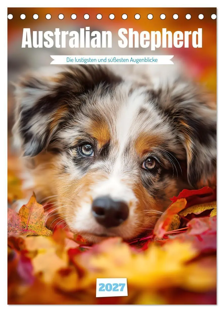 Cover: 9783569627284 | Australian Shepherd (Tischkalender 2027 DIN A5 hoch), CALVENDO...