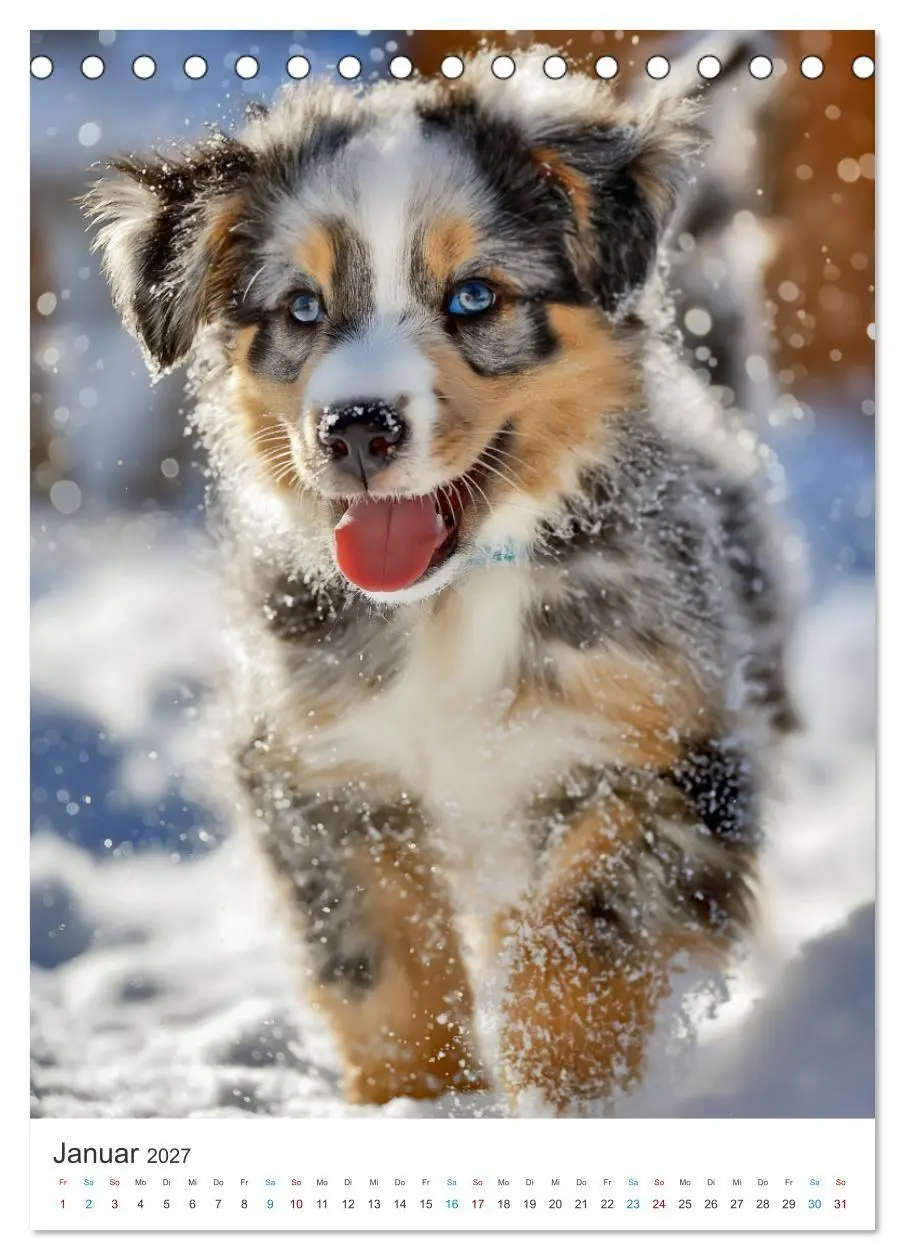 Bild: 9783569627284 | Australian Shepherd (Tischkalender 2027 DIN A5 hoch), CALVENDO...