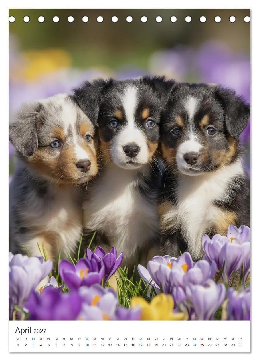 Bild: 9783569627284 | Australian Shepherd (Tischkalender 2027 DIN A5 hoch), CALVENDO...