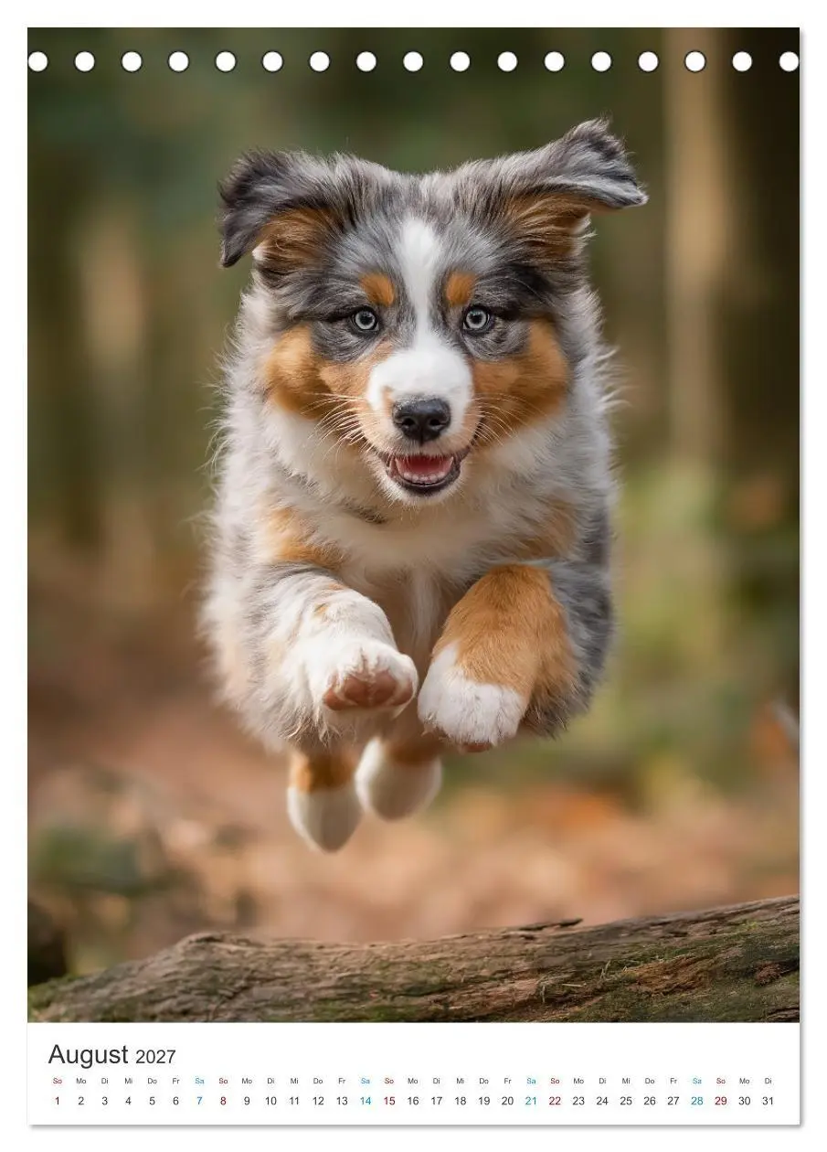 Bild: 9783569627284 | Australian Shepherd (Tischkalender 2027 DIN A5 hoch), CALVENDO...