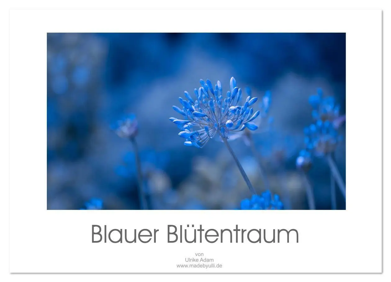 Cover: 9783457817384 | Blauer Blütentraum (Wandkalender 2026 DIN A4 quer), CALVENDO...
