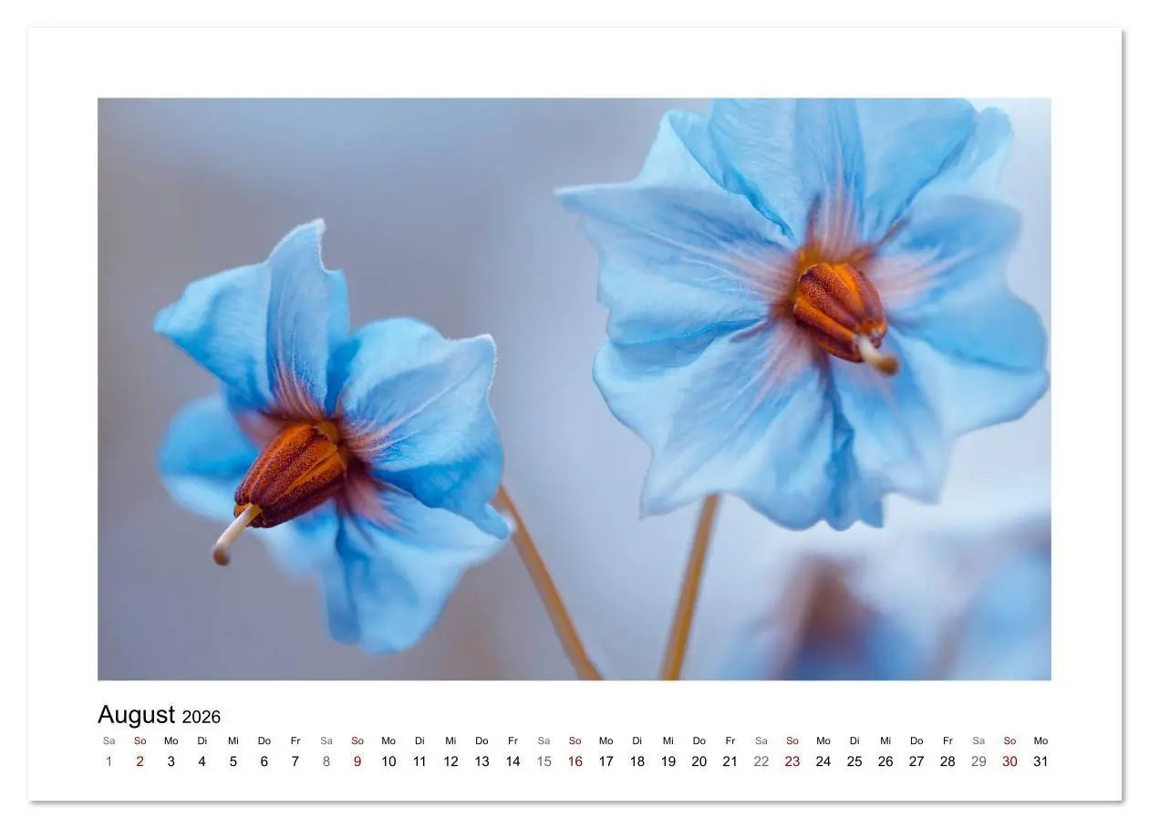 Bild: 9783457817384 | Blauer Blütentraum (Wandkalender 2026 DIN A4 quer), CALVENDO...