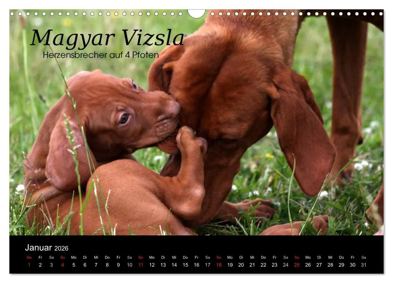 Bild: 9783457987384 | Magyar Vizsla - Zauberhafte Kobolde (Wandkalender 2026 DIN A3...