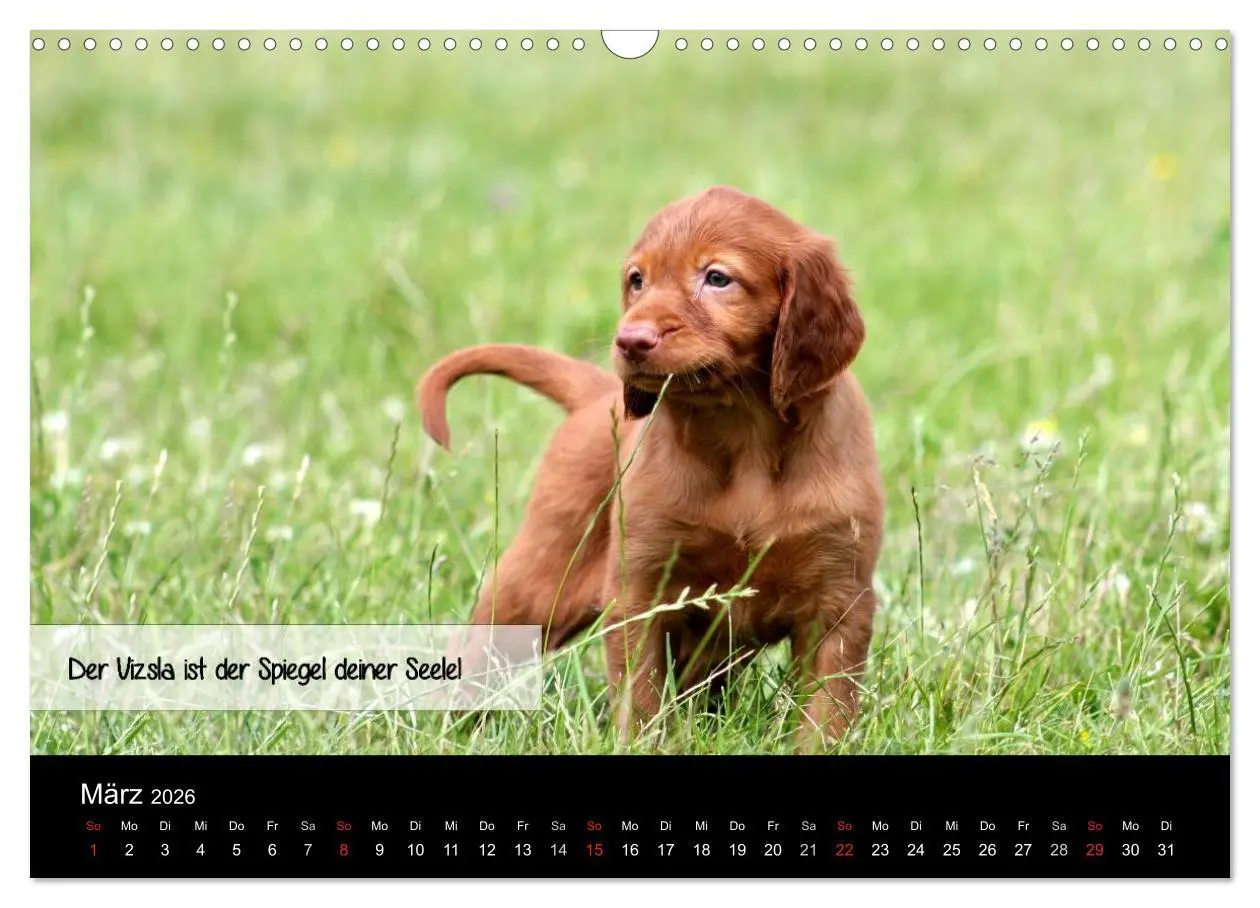 Bild: 9783457987384 | Magyar Vizsla - Zauberhafte Kobolde (Wandkalender 2026 DIN A3...