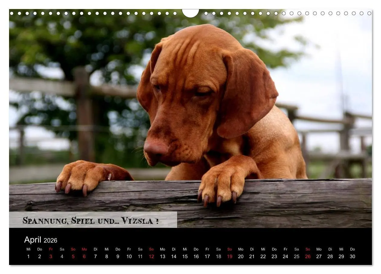 Bild: 9783457987384 | Magyar Vizsla - Zauberhafte Kobolde (Wandkalender 2026 DIN A3...