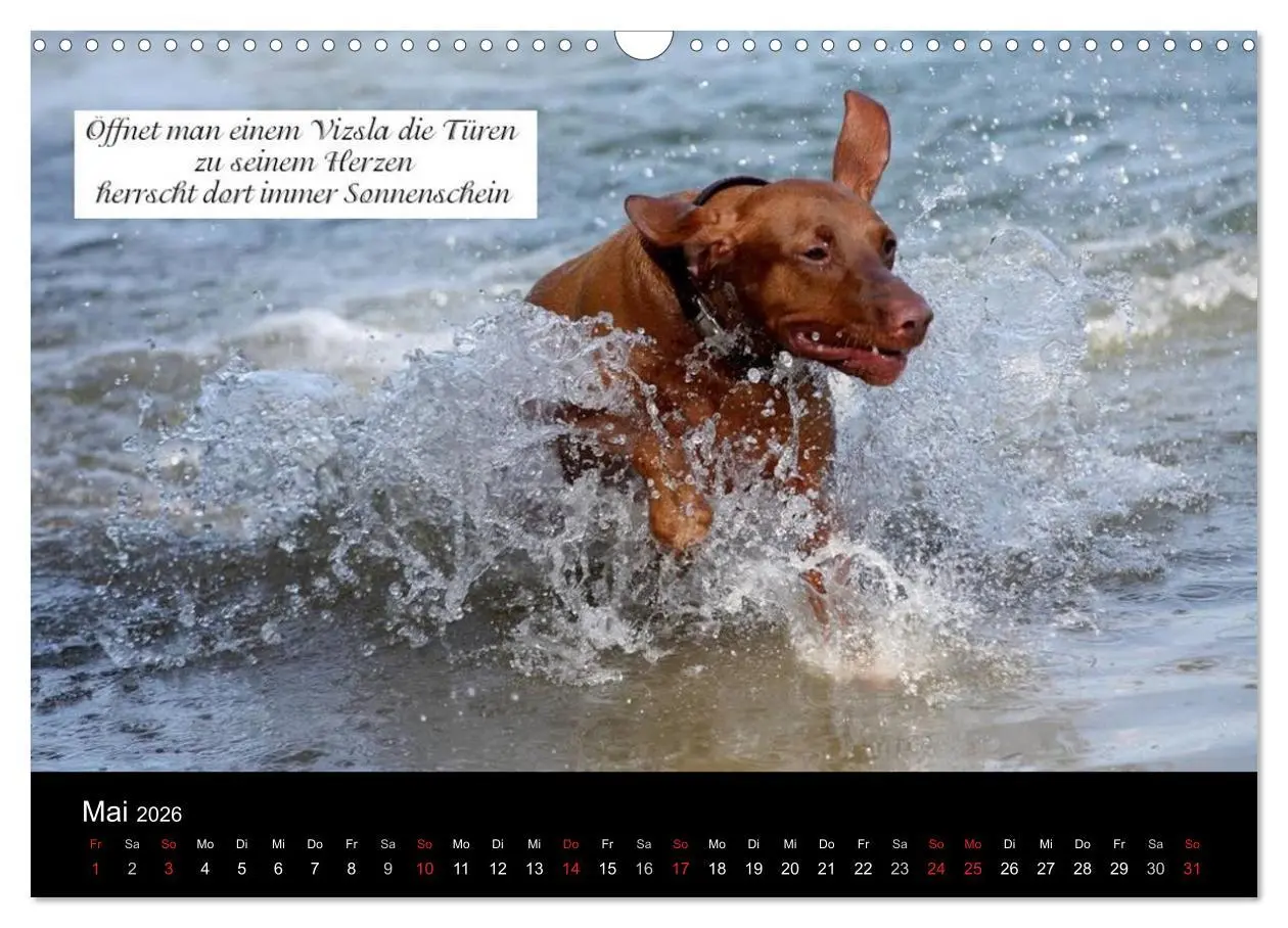 Bild: 9783457987384 | Magyar Vizsla - Zauberhafte Kobolde (Wandkalender 2026 DIN A3...