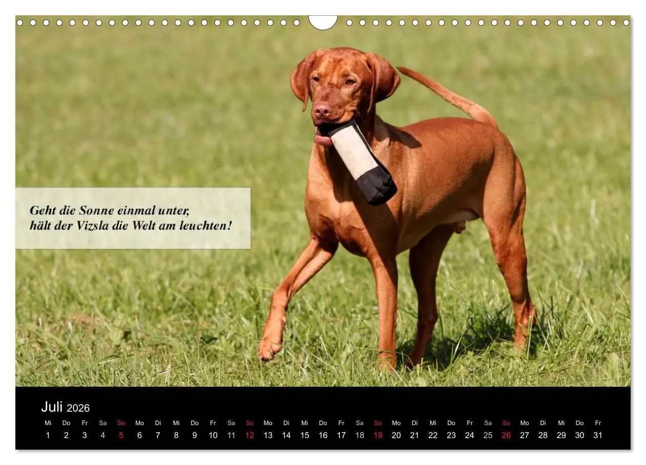 Bild: 9783457987384 | Magyar Vizsla - Zauberhafte Kobolde (Wandkalender 2026 DIN A3...