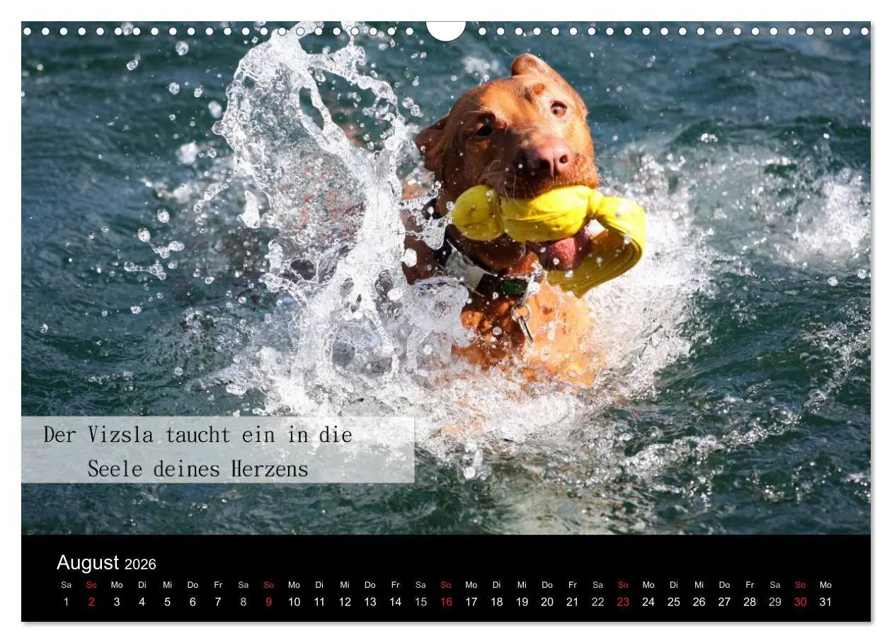 Bild: 9783457987384 | Magyar Vizsla - Zauberhafte Kobolde (Wandkalender 2026 DIN A3...