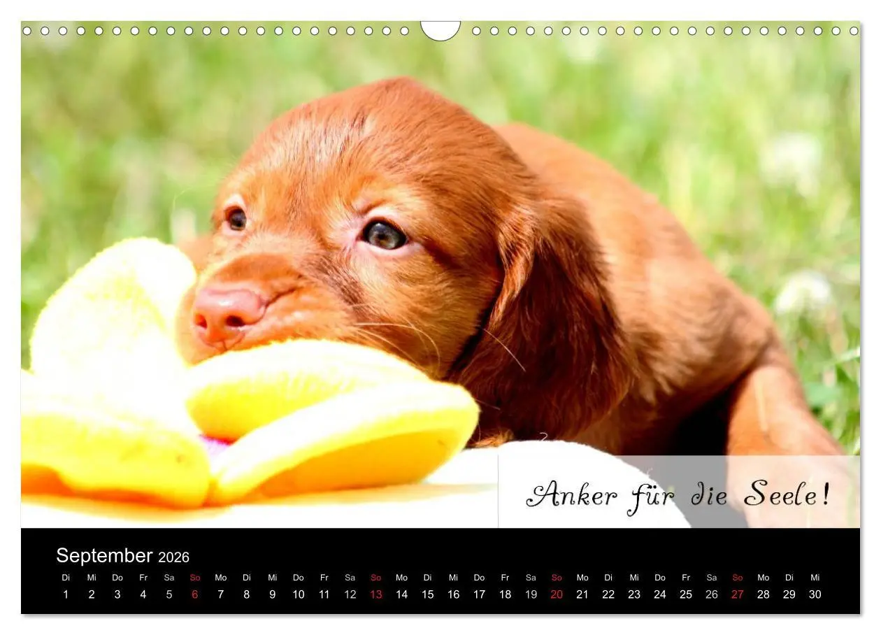 Bild: 9783457987384 | Magyar Vizsla - Zauberhafte Kobolde (Wandkalender 2026 DIN A3...