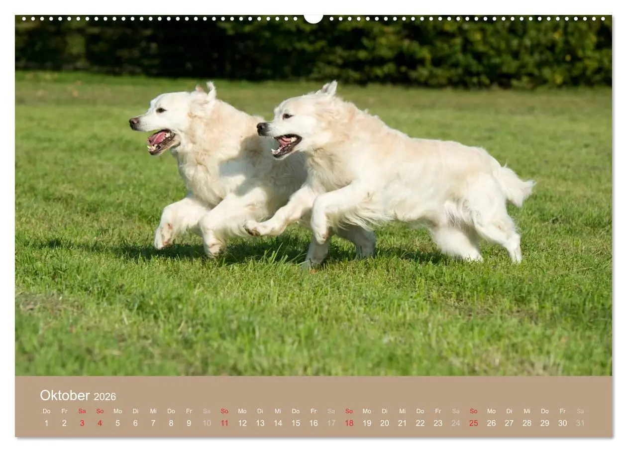 Bild: 9783516147384 | Golden Retriever (hochwertiger Premium Wandkalender 2026 DIN A2...