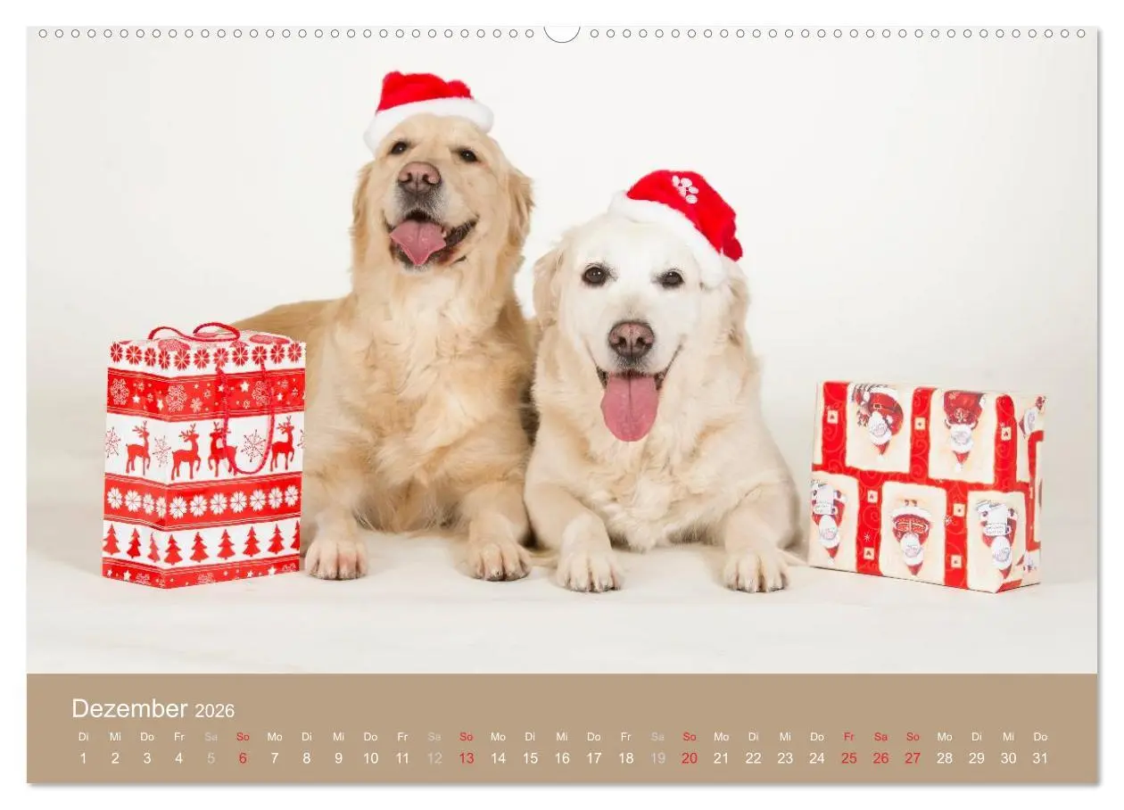 Bild: 9783516147384 | Golden Retriever (hochwertiger Premium Wandkalender 2026 DIN A2...