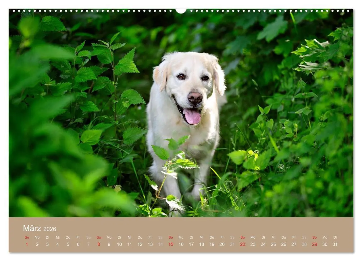 Bild: 9783516147384 | Golden Retriever (hochwertiger Premium Wandkalender 2026 DIN A2...