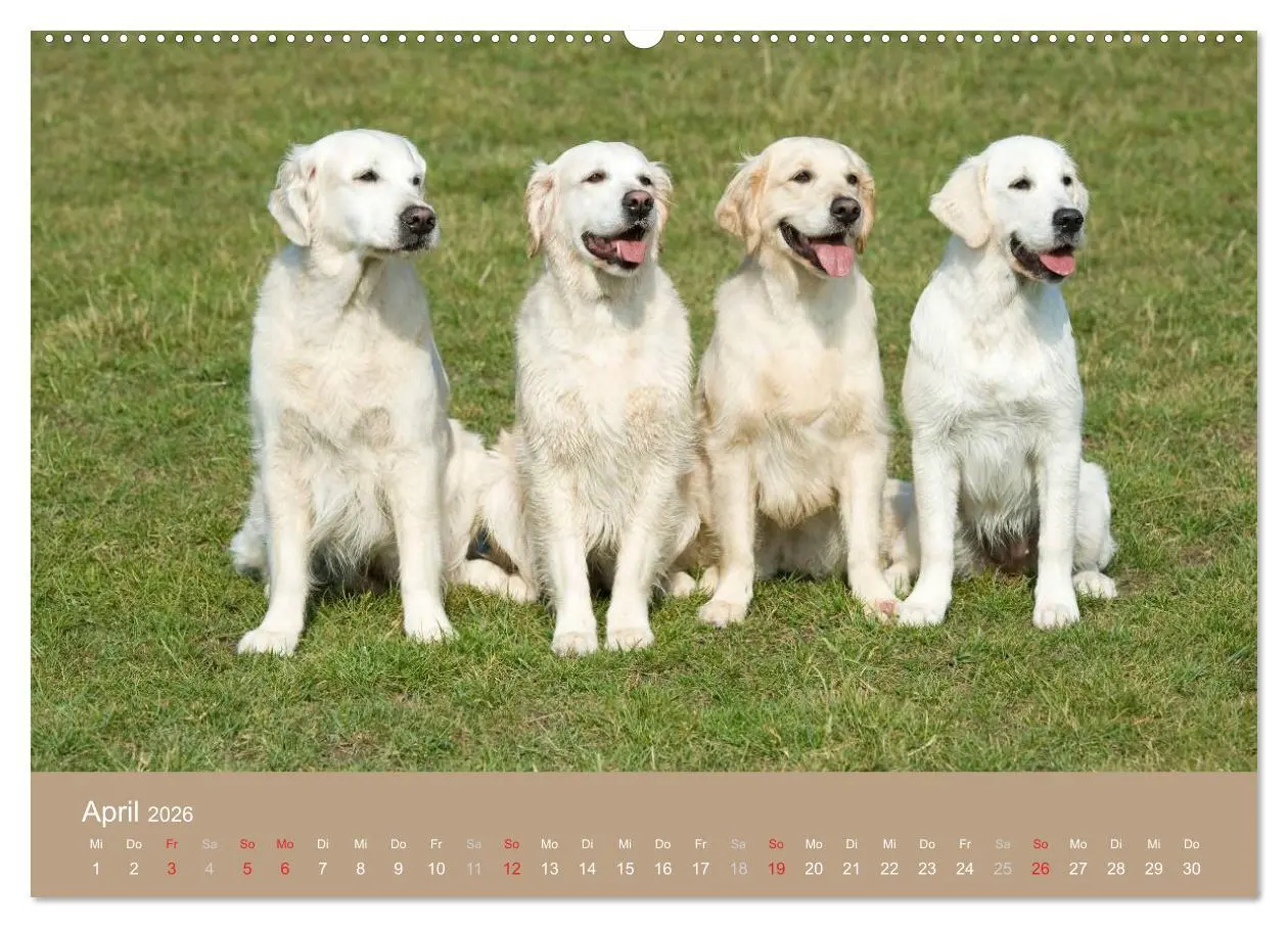 Bild: 9783516147384 | Golden Retriever (hochwertiger Premium Wandkalender 2026 DIN A2...