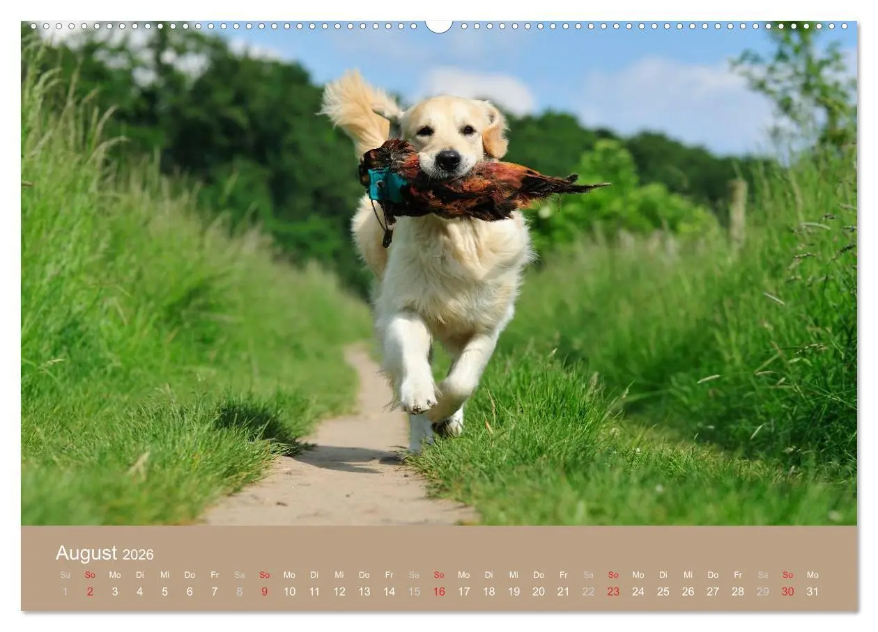 Bild: 9783516147384 | Golden Retriever (hochwertiger Premium Wandkalender 2026 DIN A2...