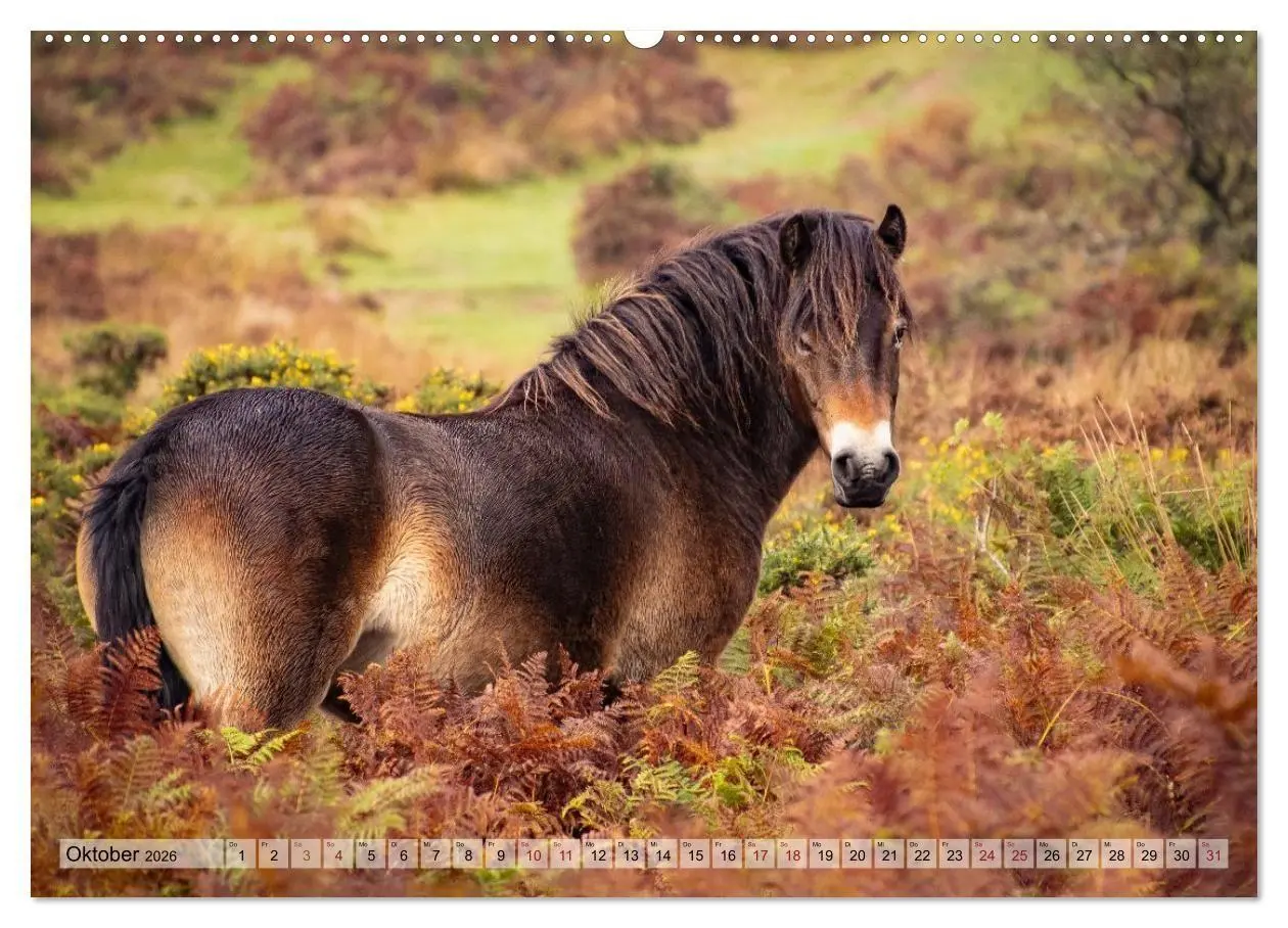 Bild: 9783516697384 | Wildperde - die Magie der Natur (Wandkalender 2026 DIN A2 quer),...