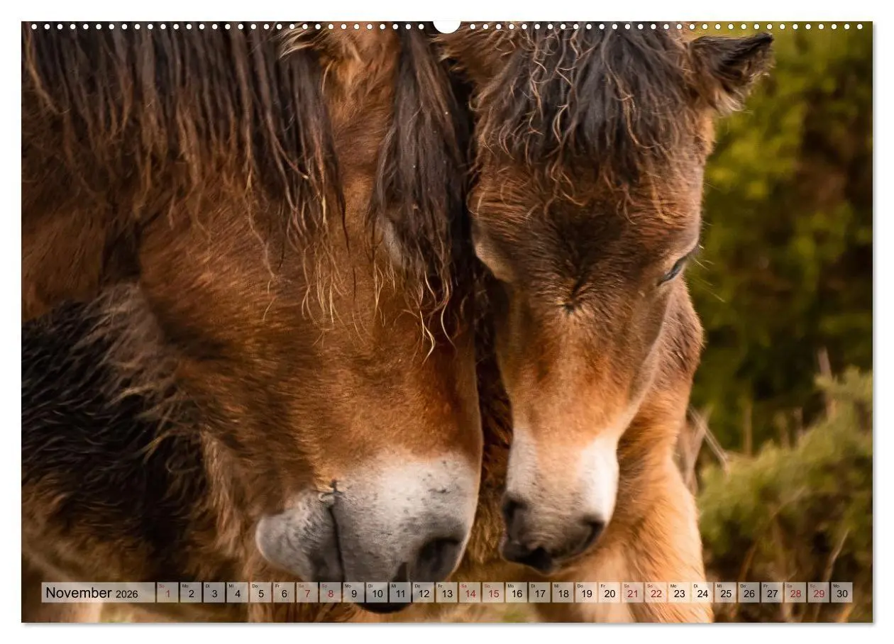 Bild: 9783516697384 | Wildperde - die Magie der Natur (Wandkalender 2026 DIN A2 quer),...
