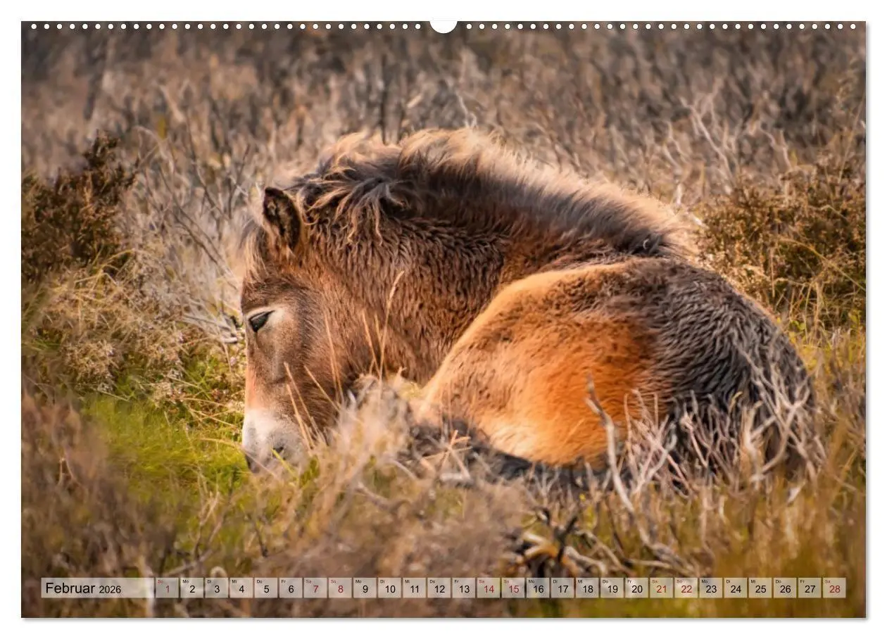 Bild: 9783516697384 | Wildperde - die Magie der Natur (Wandkalender 2026 DIN A2 quer),...