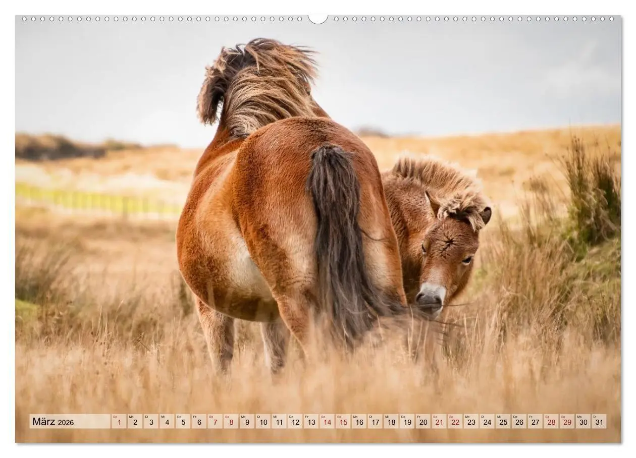 Bild: 9783516697384 | Wildperde - die Magie der Natur (Wandkalender 2026 DIN A2 quer),...