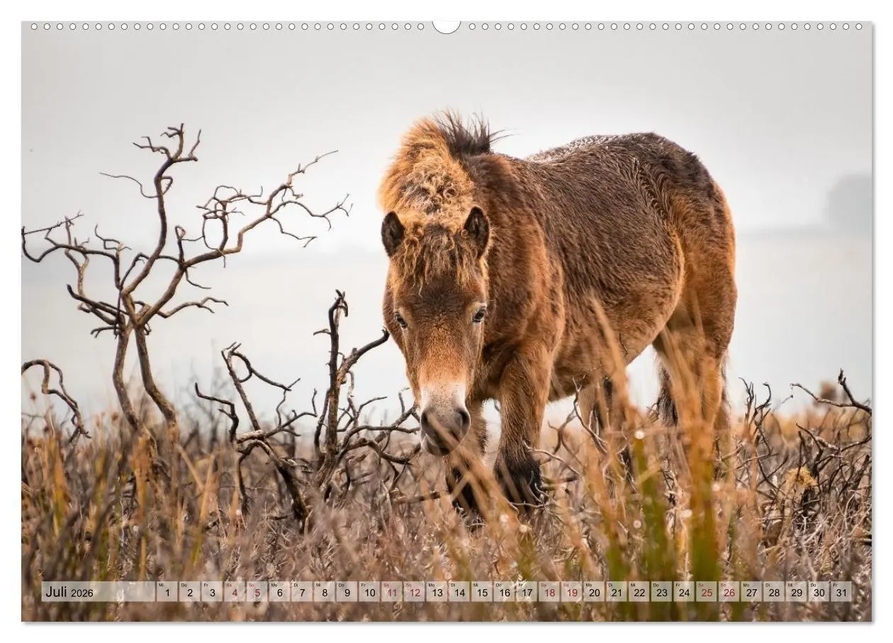 Bild: 9783516697384 | Wildperde - die Magie der Natur (Wandkalender 2026 DIN A2 quer),...