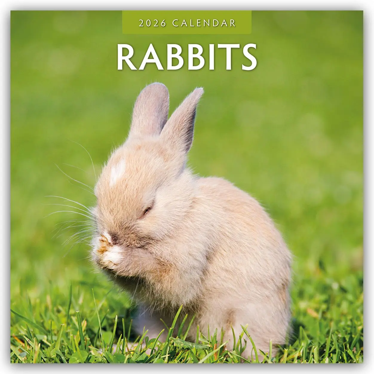 Cover: 9781804427484 | Rabbits 2026 Square Wall Calendar | Red Robin | Taschenbuch | 13 S.