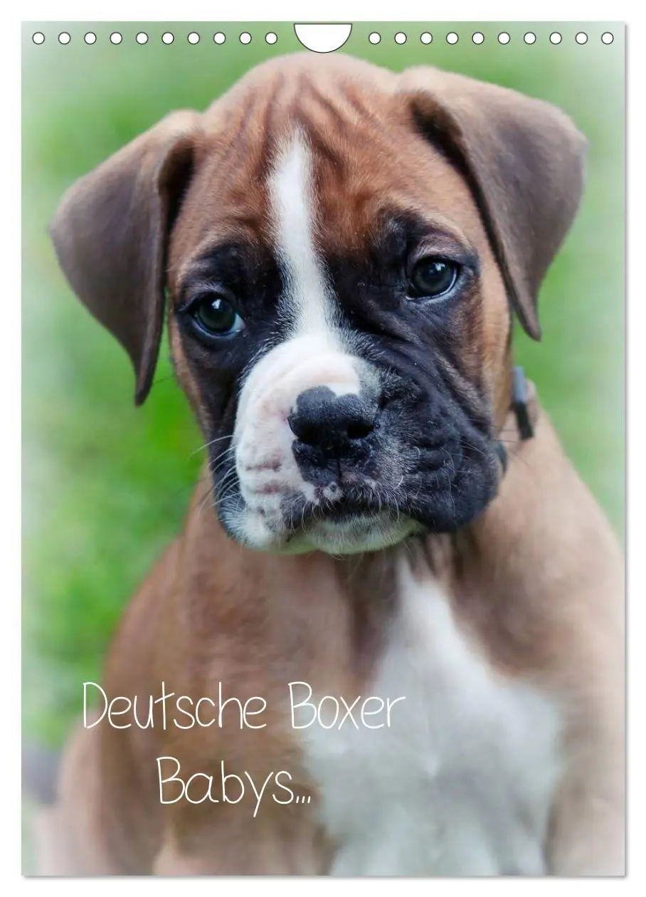 Cover: 9783516437584 | Deutsche Boxer Babys... (Wandkalender 2026 DIN A4 hoch), CALVENDO...