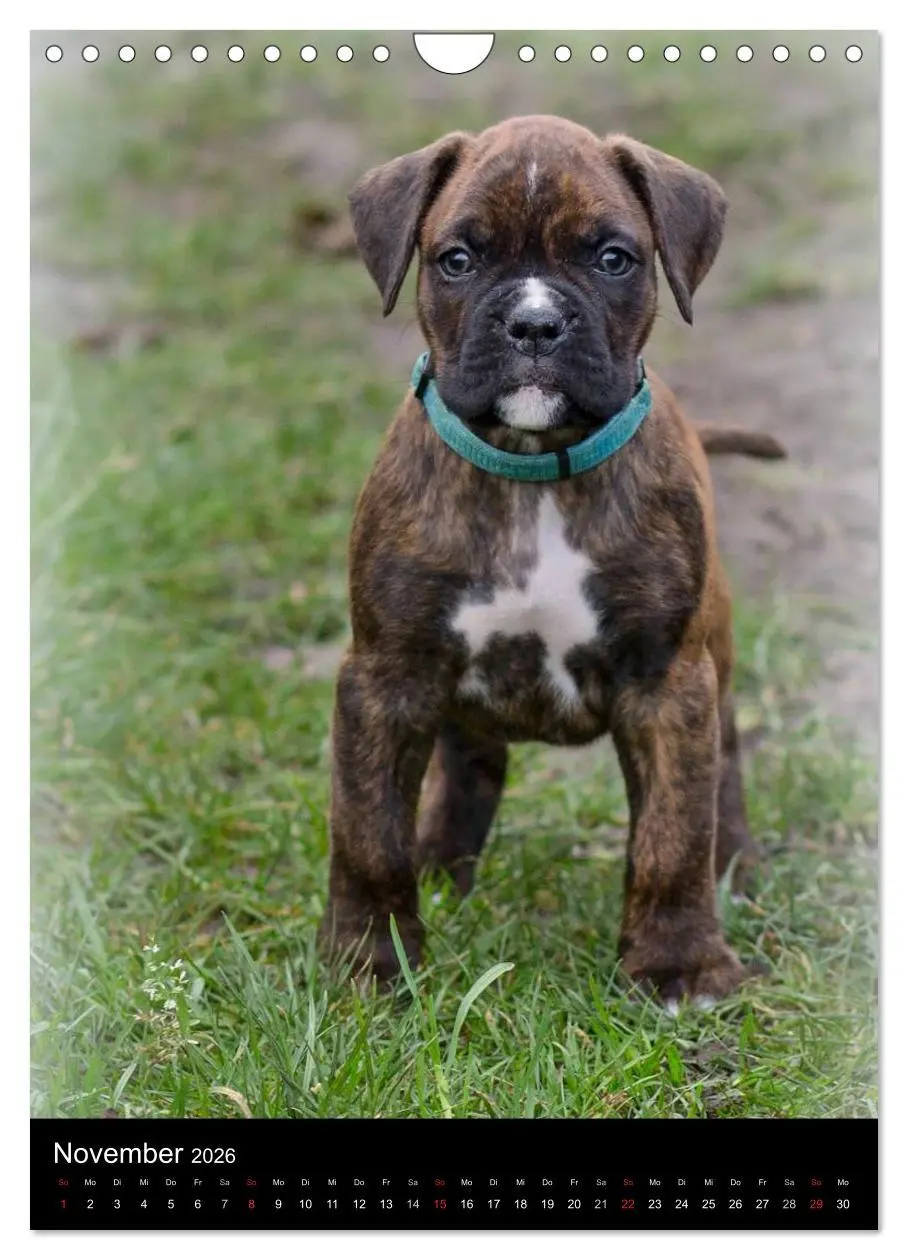 Bild: 9783516437584 | Deutsche Boxer Babys... (Wandkalender 2026 DIN A4 hoch), CALVENDO...