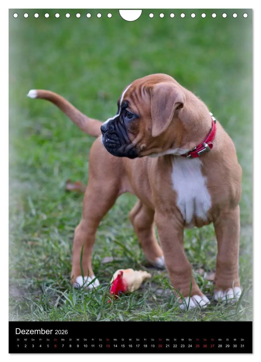 Bild: 9783516437584 | Deutsche Boxer Babys... (Wandkalender 2026 DIN A4 hoch), CALVENDO...