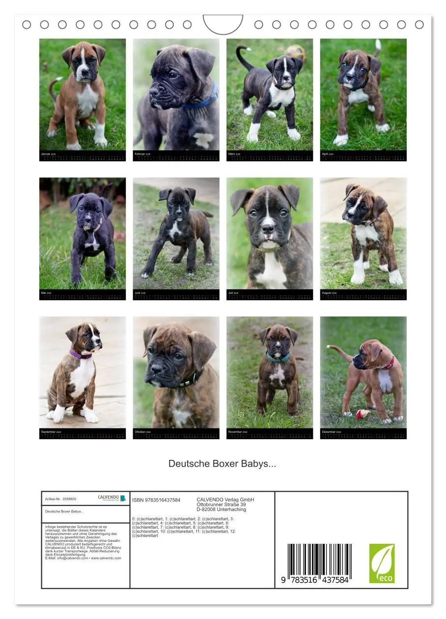 Bild: 9783516437584 | Deutsche Boxer Babys... (Wandkalender 2026 DIN A4 hoch), CALVENDO...