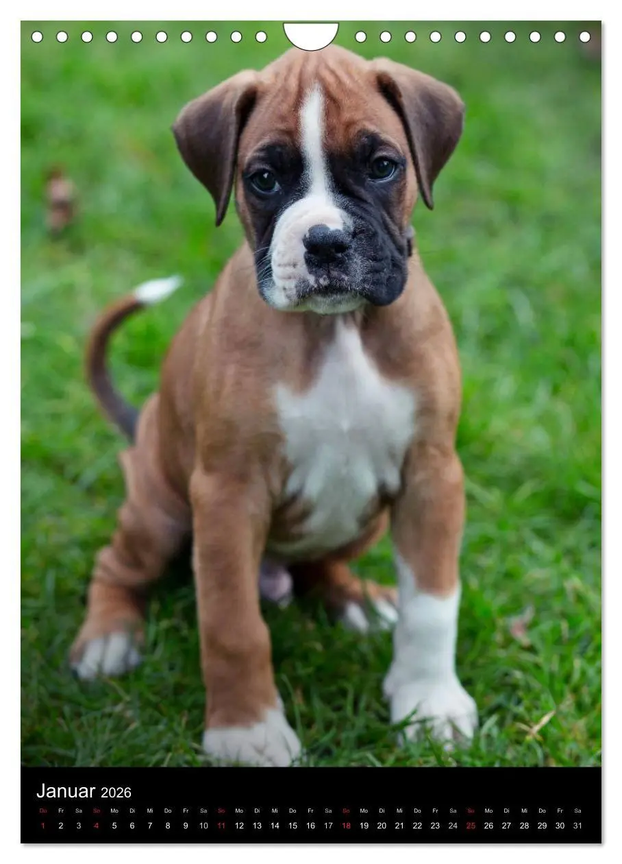 Bild: 9783516437584 | Deutsche Boxer Babys... (Wandkalender 2026 DIN A4 hoch), CALVENDO...