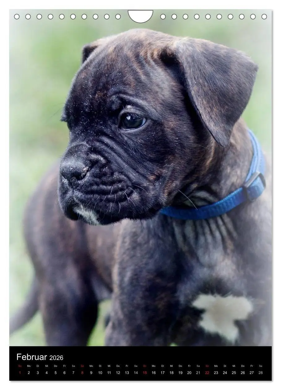 Bild: 9783516437584 | Deutsche Boxer Babys... (Wandkalender 2026 DIN A4 hoch), CALVENDO...