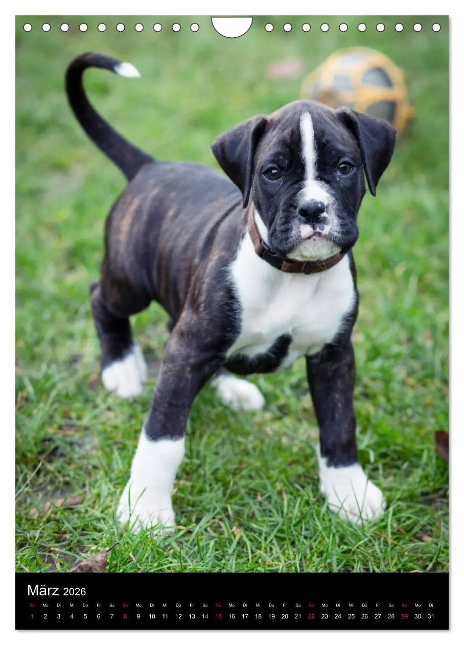 Bild: 9783516437584 | Deutsche Boxer Babys... (Wandkalender 2026 DIN A4 hoch), CALVENDO...