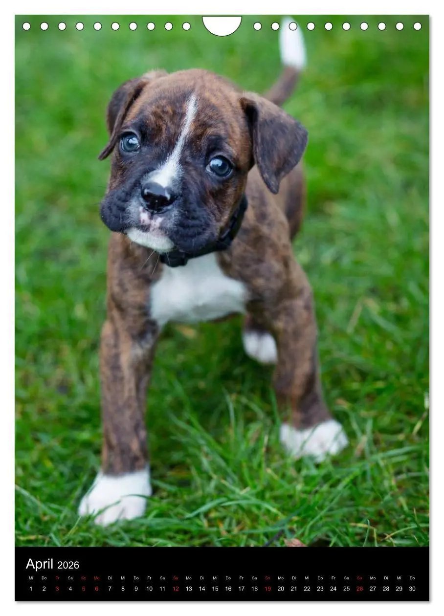 Bild: 9783516437584 | Deutsche Boxer Babys... (Wandkalender 2026 DIN A4 hoch), CALVENDO...