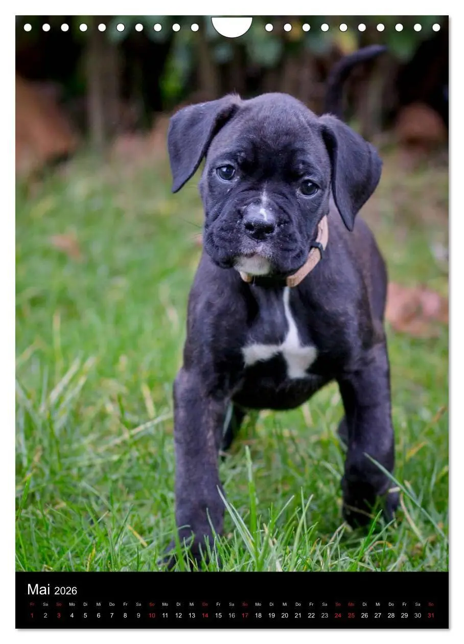 Bild: 9783516437584 | Deutsche Boxer Babys... (Wandkalender 2026 DIN A4 hoch), CALVENDO...