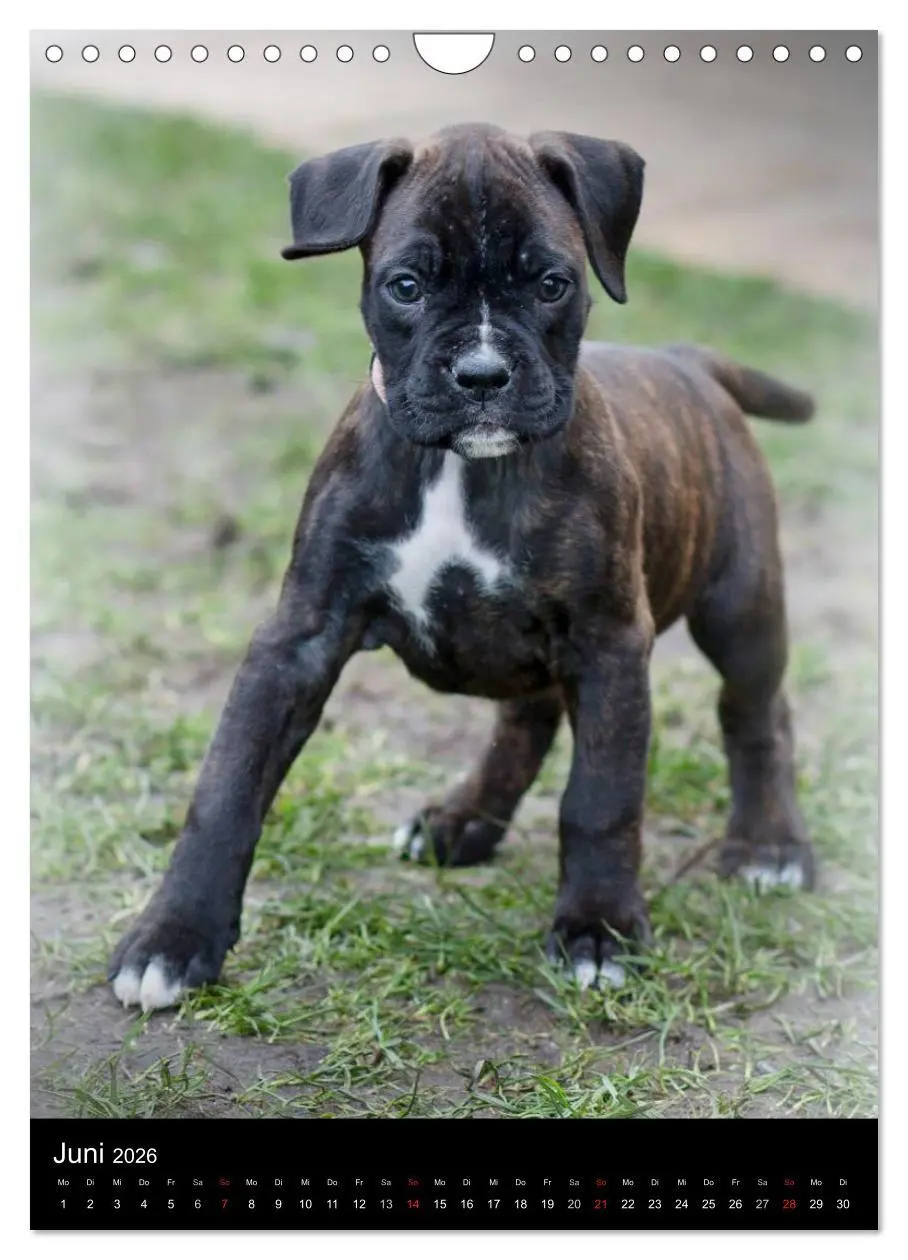 Bild: 9783516437584 | Deutsche Boxer Babys... (Wandkalender 2026 DIN A4 hoch), CALVENDO...