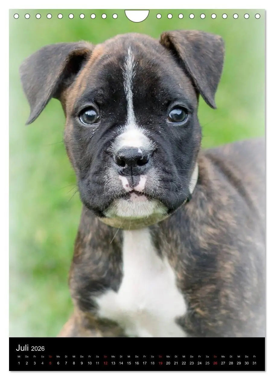 Bild: 9783516437584 | Deutsche Boxer Babys... (Wandkalender 2026 DIN A4 hoch), CALVENDO...