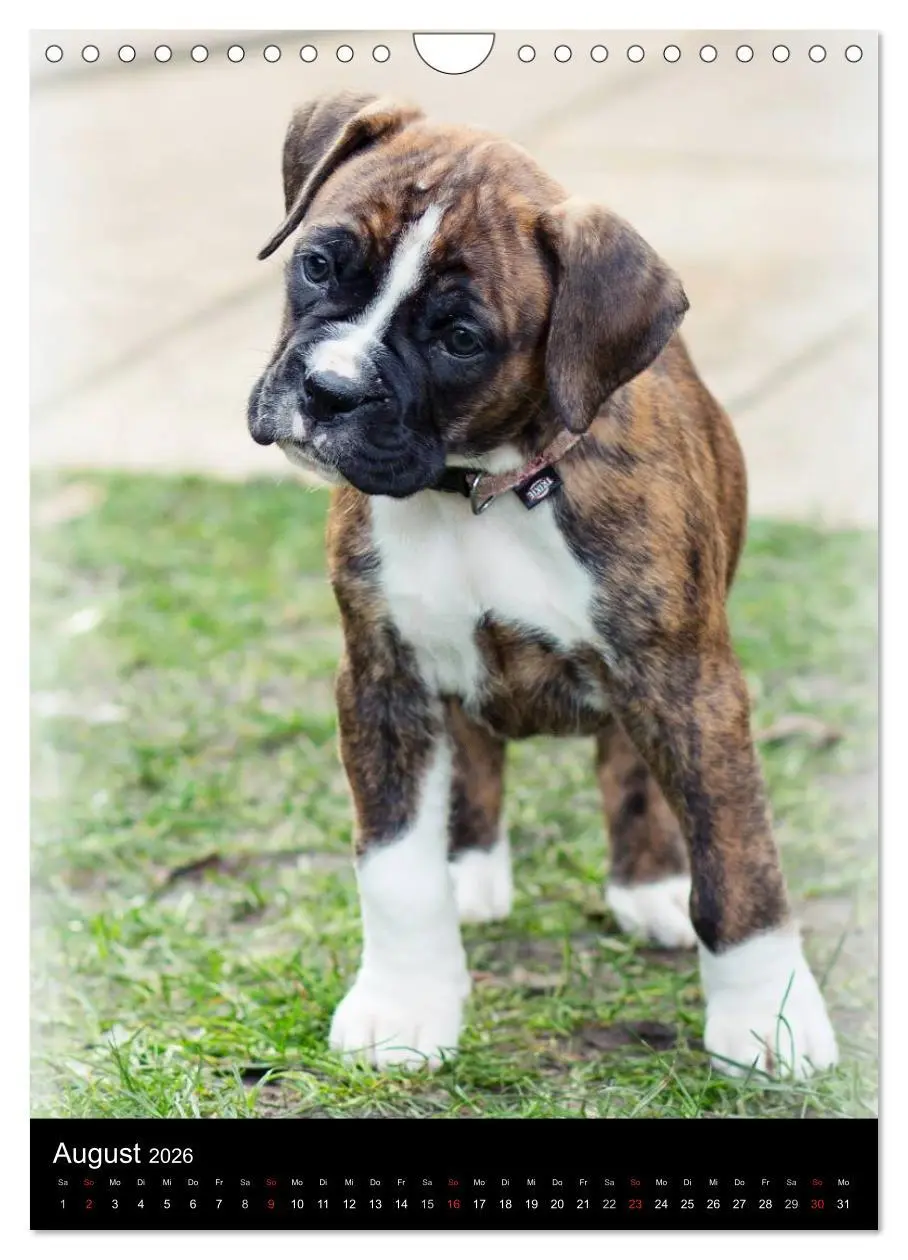 Bild: 9783516437584 | Deutsche Boxer Babys... (Wandkalender 2026 DIN A4 hoch), CALVENDO...