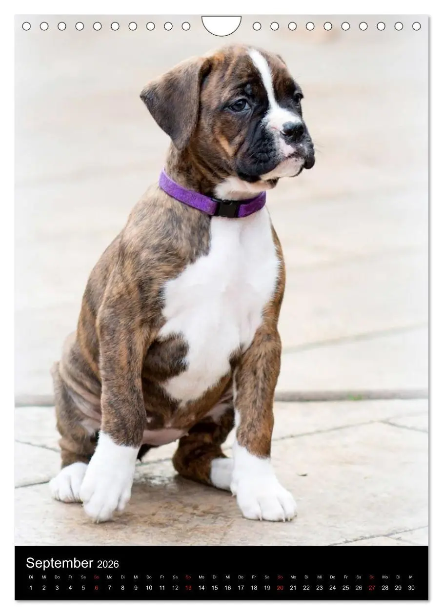 Bild: 9783516437584 | Deutsche Boxer Babys... (Wandkalender 2026 DIN A4 hoch), CALVENDO...