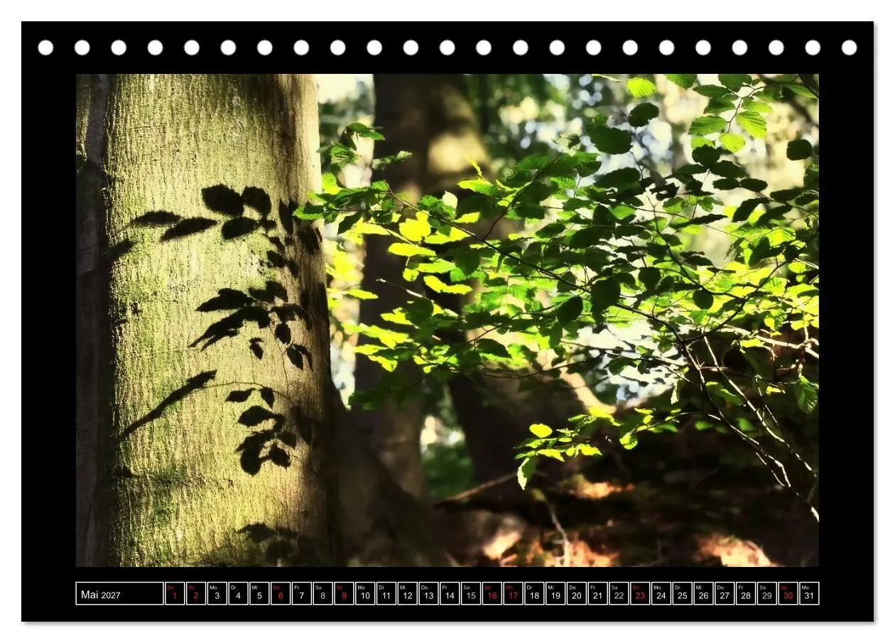 Bild: 9783569907584 | Der Reichswald bei Kleve (Tischkalender 2027 DIN A5 quer), CALVENDO...
