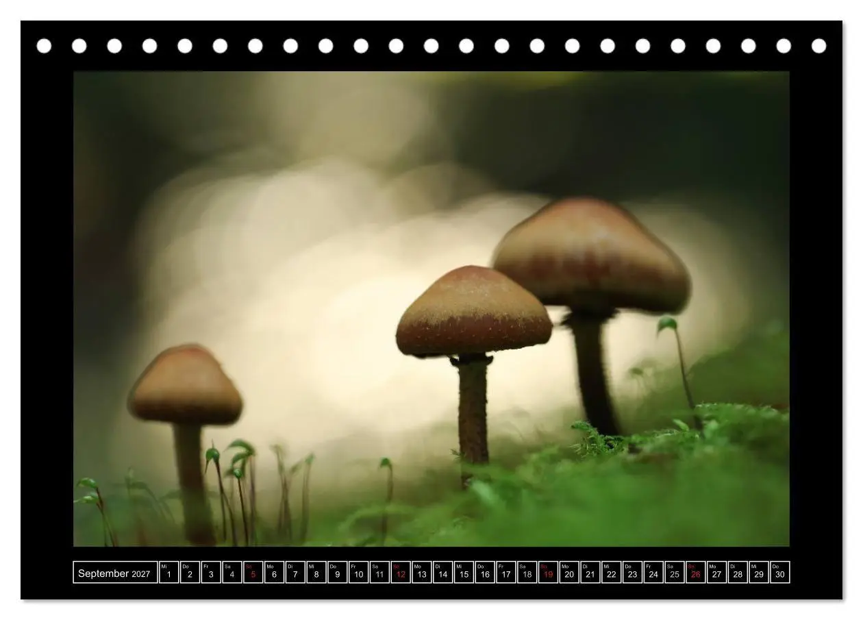 Bild: 9783569907584 | Der Reichswald bei Kleve (Tischkalender 2027 DIN A5 quer), CALVENDO...