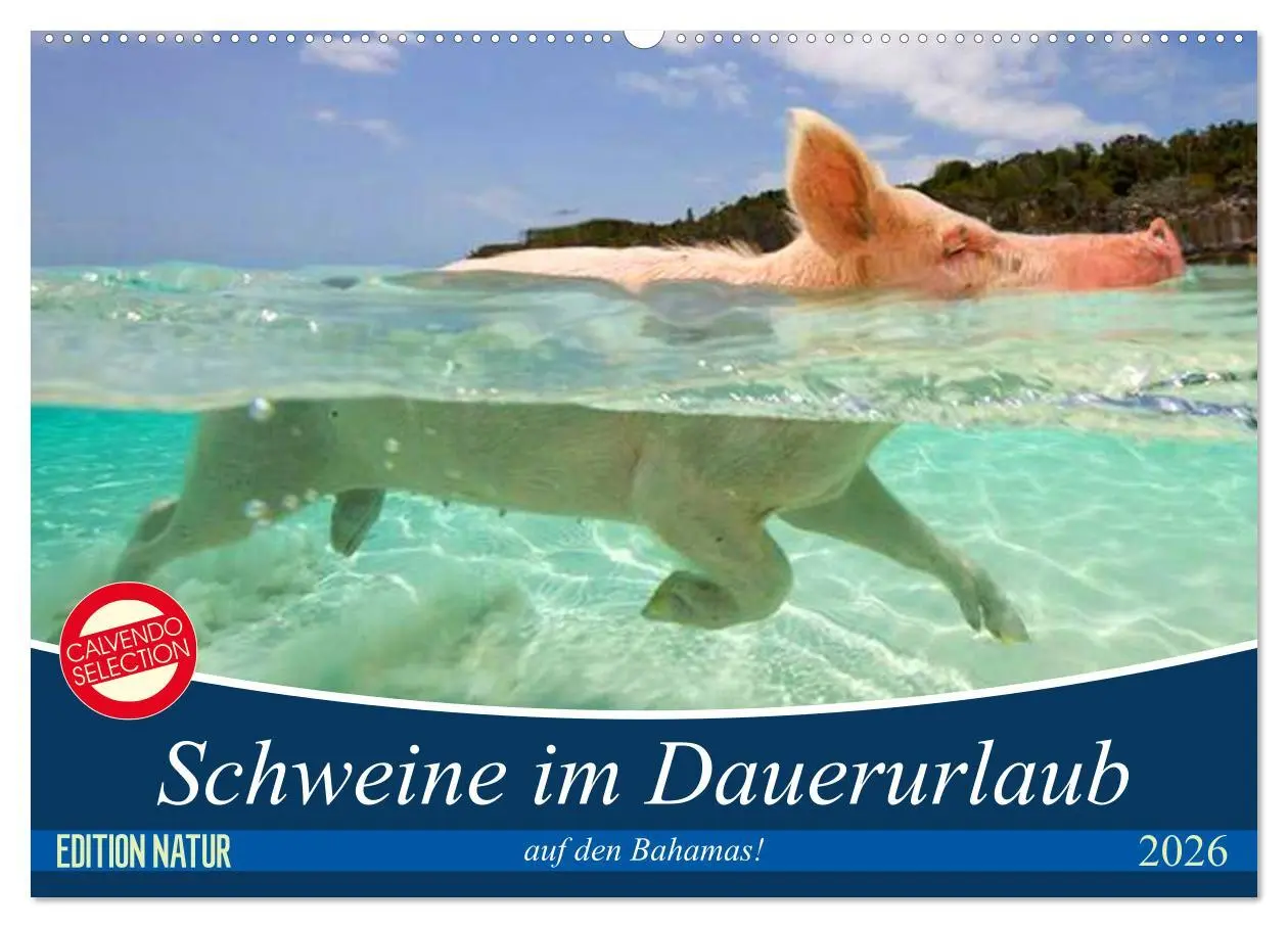 Cover: 9783457887684 | Schweine im Dauerurlaub auf den Bahamas! (Wandkalender 2026 DIN A2...