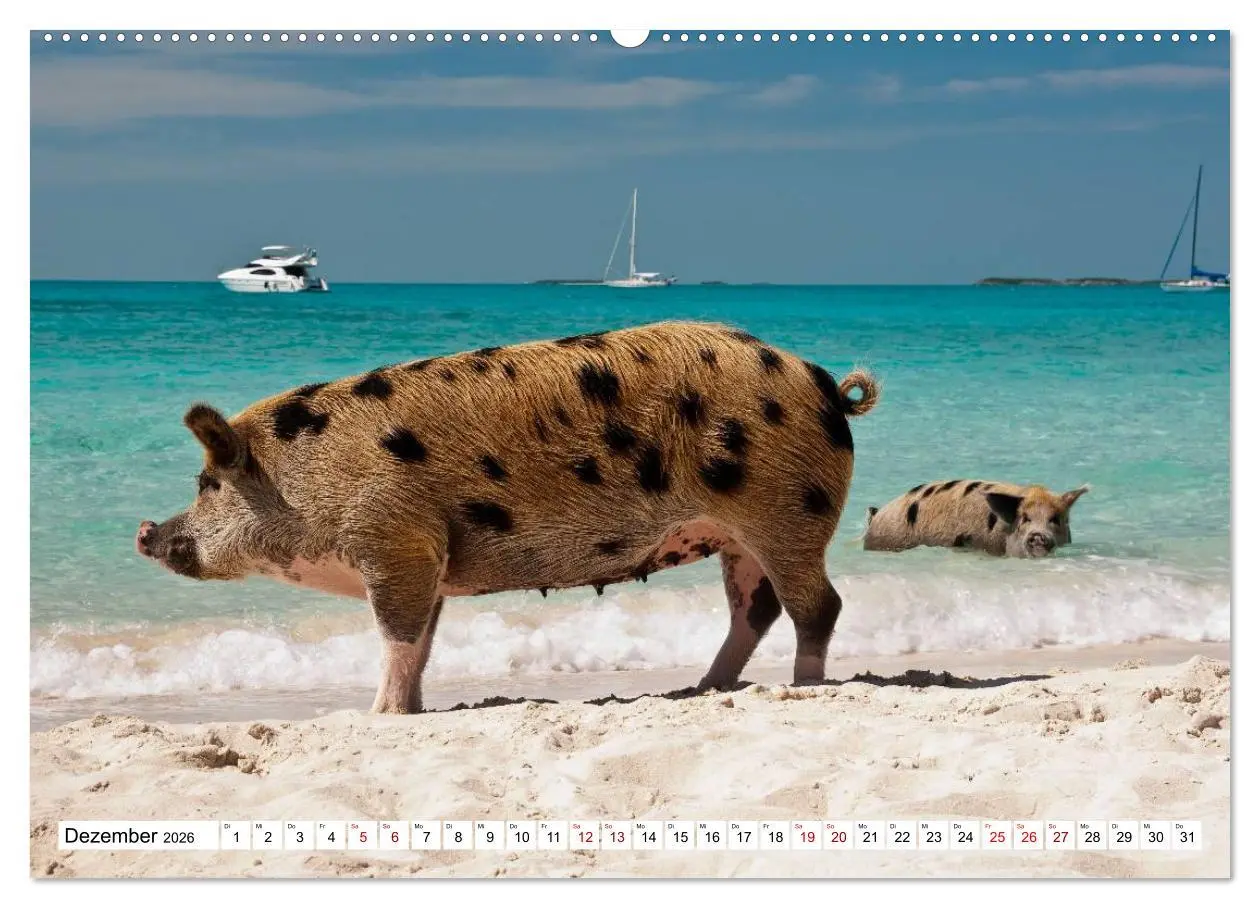 Bild: 9783457887684 | Schweine im Dauerurlaub auf den Bahamas! (Wandkalender 2026 DIN A2...