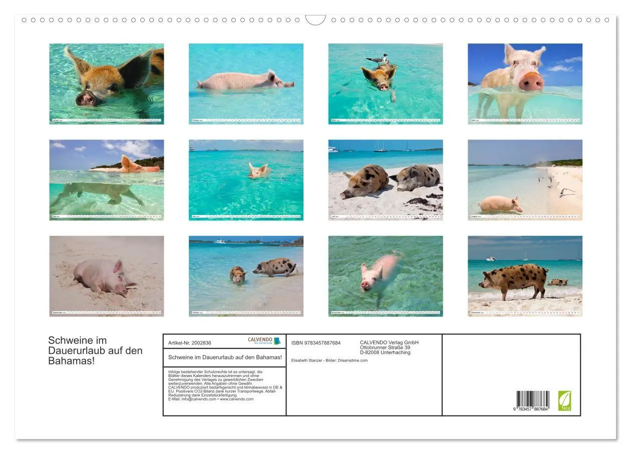 Bild: 9783457887684 | Schweine im Dauerurlaub auf den Bahamas! (Wandkalender 2026 DIN A2...