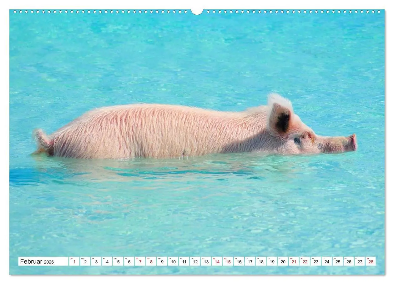 Bild: 9783457887684 | Schweine im Dauerurlaub auf den Bahamas! (Wandkalender 2026 DIN A2...