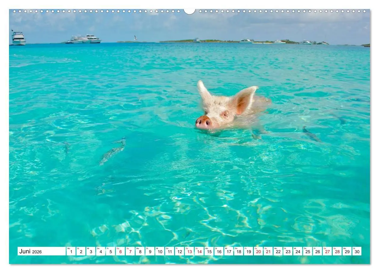 Bild: 9783457887684 | Schweine im Dauerurlaub auf den Bahamas! (Wandkalender 2026 DIN A2...