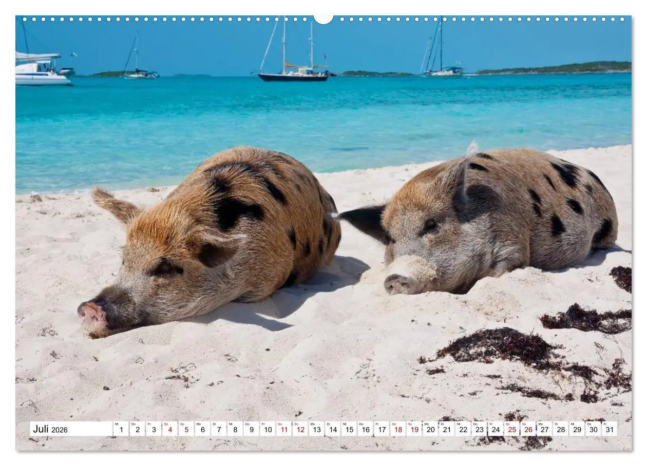 Bild: 9783457887684 | Schweine im Dauerurlaub auf den Bahamas! (Wandkalender 2026 DIN A2...