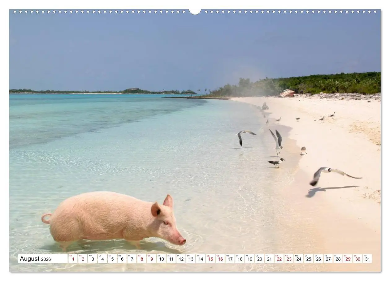 Bild: 9783457887684 | Schweine im Dauerurlaub auf den Bahamas! (Wandkalender 2026 DIN A2...