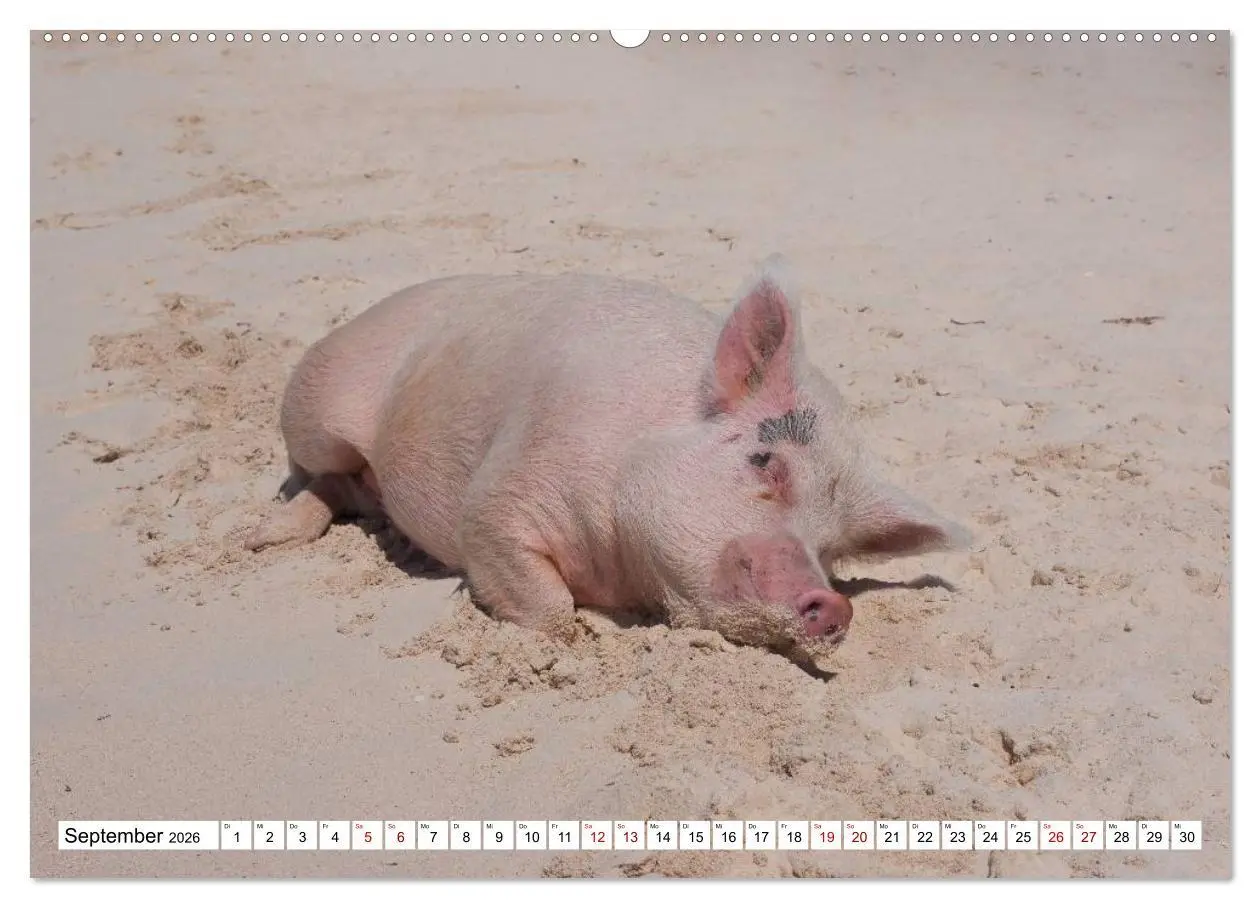 Bild: 9783457887684 | Schweine im Dauerurlaub auf den Bahamas! (Wandkalender 2026 DIN A2...
