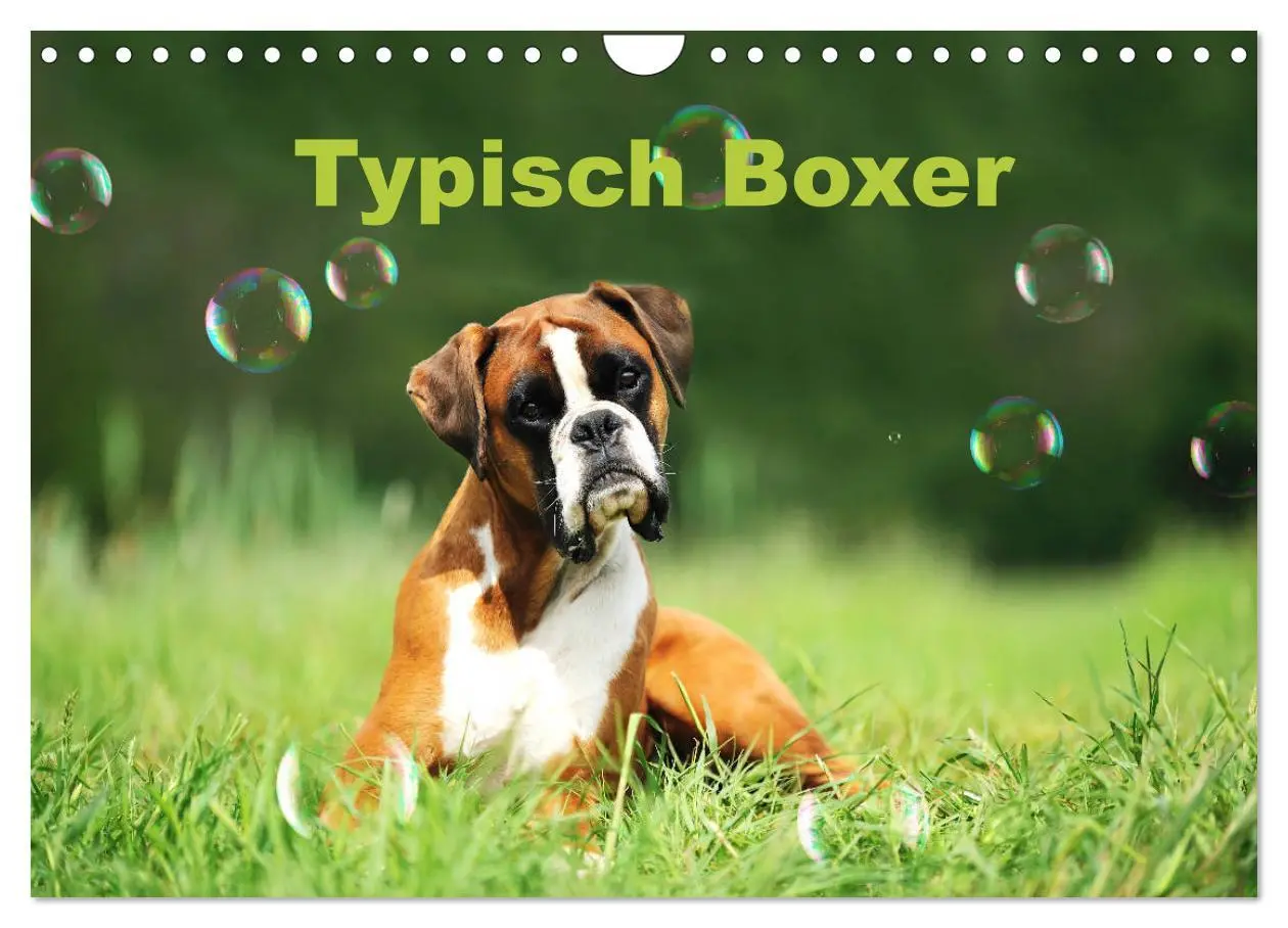 Cover: 9783457937884 | Typisch Boxer (Wandkalender 2026 DIN A4 quer), CALVENDO Monatskalender